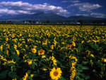 Sun Flowers Field