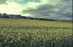 France - Yellow Flower Land