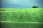 Scotland-Green Field