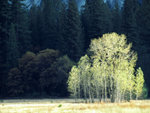 A Tree-Yosemite