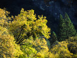 Yello Leaves and Rock-Yosemite