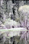 Yosemite - A Bird on the River