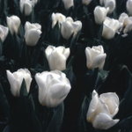 Untitled-10