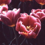 Untitled-5