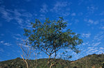 a27