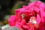IMG_0100