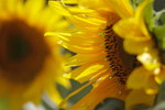 IMG_0132