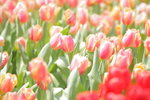IMG_0198