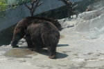 Male bear