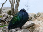 Nicobar Pigeon