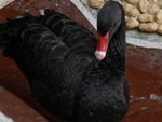 Black Swan 黑天鵝