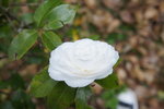 DSC00121