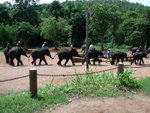 清邁 大象訓練營