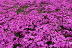 DSC04560