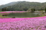 富士芝櫻祭
