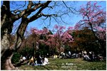 圓山公園-枝垂櫻
