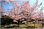 圓山公園-櫻花