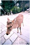 奈良公園中隨處可見的梅花鹿