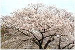 大阪城公園-吉野櫻