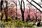 圓山公園-櫻花