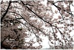 嵐山公園-櫻花