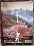 雖然沒看到滿開的吉野山櫻花景色,不過看了這張圖就知滿開時會有多美