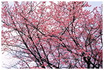 新光國小-櫻花樹