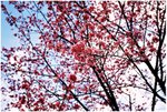 新光國小-櫻花樹