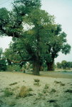 124 有一千四百多年之胡楊連根樹
