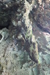 IMG_0036