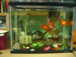 New Gold Fish - 19-01-2006