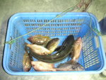 魚穫