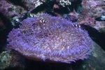 Sydney Aquarium