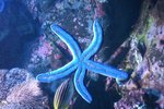Sydney Aquarium