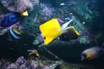 Sydney Aquarium