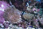 Sydney Aquarium