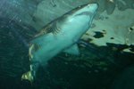 Sydney Aquarium