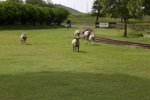 Sheep racing