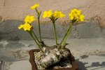 Pachypodium brevicaule 惠比須笑 (2011-04)