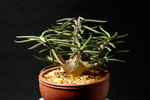 Euphorbia cylindrifolia 管 葉 麒 麟_02
