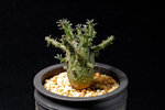 Euphorbia decepta 大寶冠_02