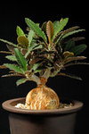Euphorbia suzannae-marnieriae