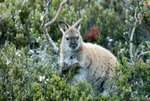 0251_Cradle Mountain