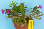 Dendrobium dichaeoides (NEW)