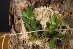 Dendrobium lichenastrum (2011-04)_2