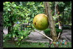 IMG_5914s