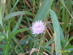 SUC51890