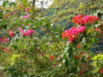DSC08204