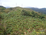 SUC59655