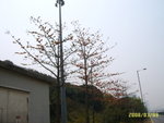 SUC55393
